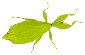leaf Insect
